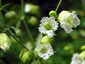 Silene fimbriata - small image 2
