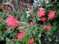 Silene laciniata 'Starburst' - small image 2