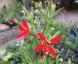 Silene regia - small image 2