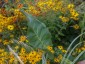 Silphium terebinthaceum - small image 2