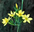 Sisyrinchium palmifolium - small image 2