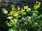 Smyrnium perfoliatum - small image 2