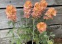 Sphaeralcea coccinea - small image 2