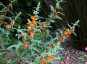 Sphaeralcea incana - small image 2