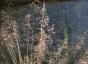 Sporobolus heterolepis 'Wisconsin' - small image 2
