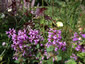 Stachys macrantha 'Superba' - small image 2
