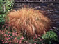 Stipa arundinacea - small image 2