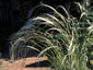 Stipa barbata - small image 2