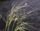 Stipa capillata - small image 2