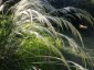 Stipa pseudoichu - small image 2
