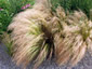 Stipa tenuissima - small image 2