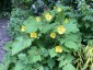 Stylophorum lasiocarpum - small image 2