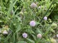Succisella 'Frosted Pearls' - small image 2