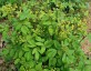 Taenidia integerrima - small image 2