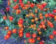 Tagetes linnaeus 'Burning Embers' - small image 2