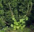Tellima grandiflora - small image 2