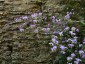 Thalictrum delavayi - small image 2