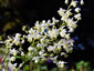 Thalictrum delavayi 'Album' - small image 2