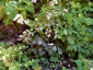 Thalictrum ichangengse - small image 2