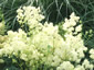 Thalictrum lucidum - small image 2