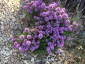 Thymus 'Derry' - small image 2