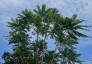 Toona sinensis - small image 2
