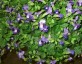 Torenia fournieri - small image 2