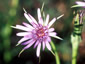 Tragopogon crocifolius - small image 2