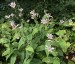Tricyrtis hirta - small image 2