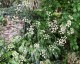 Trinia glauca - small image 2