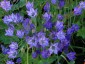Tritelia laxa 'Queen Fabiola' - small image 2