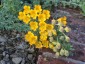 Tropaeolum polyphyllum - small image 2