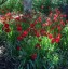Tulipa sprengeri AGM - small image 2