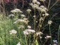 Valeriana officinalis - small image 2