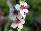 Verbascum chaixii 'Album' - small image 2