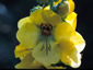 Verbascum creticum - small image 2