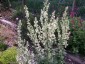 Verbascum lychnitis - small image 2