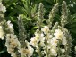 Verbascum phlomoides 'Spica' - small image 2