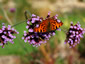 Verbena bonariensis - small image 2