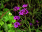 Verbena rigida - small image 2