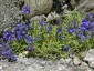 Veronica prostrata AGM - small image 2