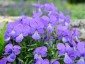 Viola corsica - small image 2