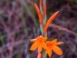 Watsonia pillansii Orange form - small image 2