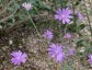 Xeranthemum annuum - small image 2