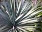 Yucca rostrata - small image 2