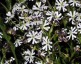 Zaluzianskya capensis - small image 2