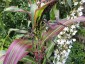 Zea japonica Variegata - small image 2