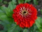 Zinnia elegans 'Benary's Giant Scarlet' - small image 2