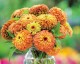 Zinnia elegans 'Queen Lime Orange' - small image 2