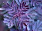 Acacia baileyana 'Purpurea' - small image 3